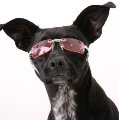 hundebrille-2