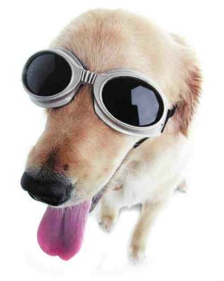 hundebrille-3