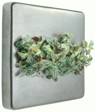 FlowerBox - Echte Pflanzen an die Wand hängen wie Bilder