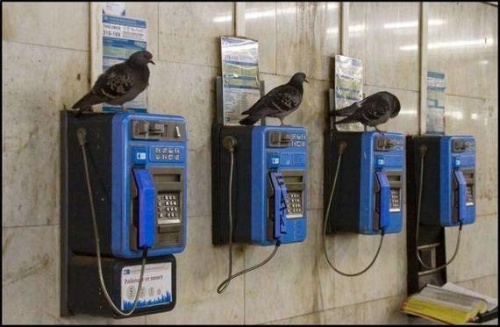 Ausgefallenes für jede Lebenslage: Die coolsten Tiere der Welt