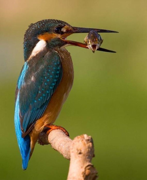 Ausgefallenes für jede Lebenslage: Die coolsten Tiere der Welt