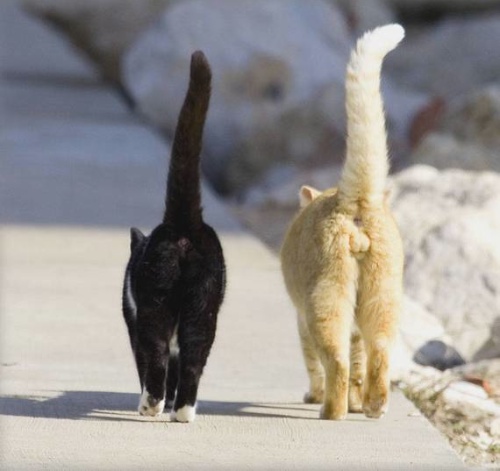 Ausgefallenes für jede Lebenslage: Die coolsten Tiere der Welt