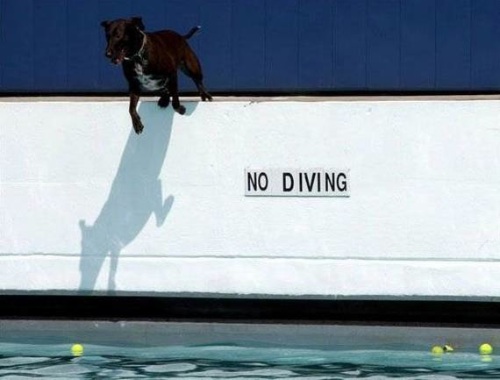 Ausgefallenes für jede Lebenslage: Die coolsten Tiere der Welt