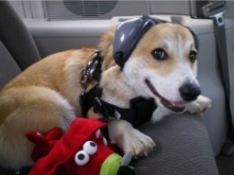 Kopfhoerer-fuer-Hunde_02