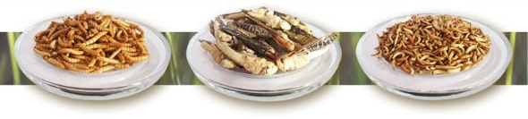 Snack-Insects_1